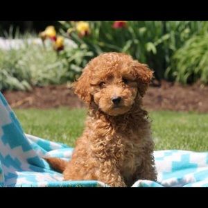 Meet your Posher, Val